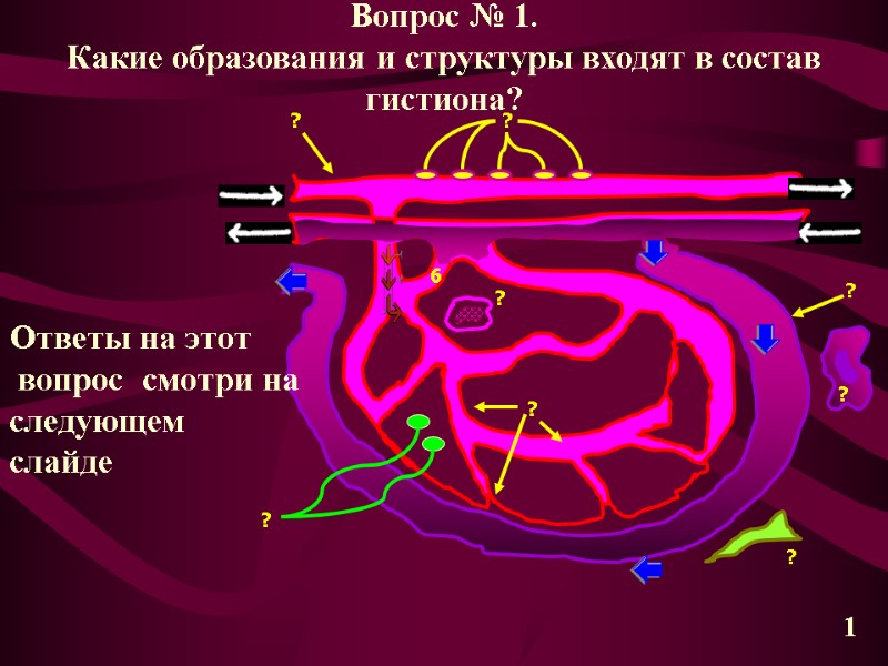 Вопрос № 1. Какие образования и структуры входят в состав гистиона?  ? 